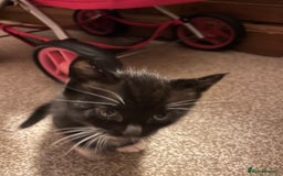 Mixed Breed cats for sale: Black and white Kittens - Image 13