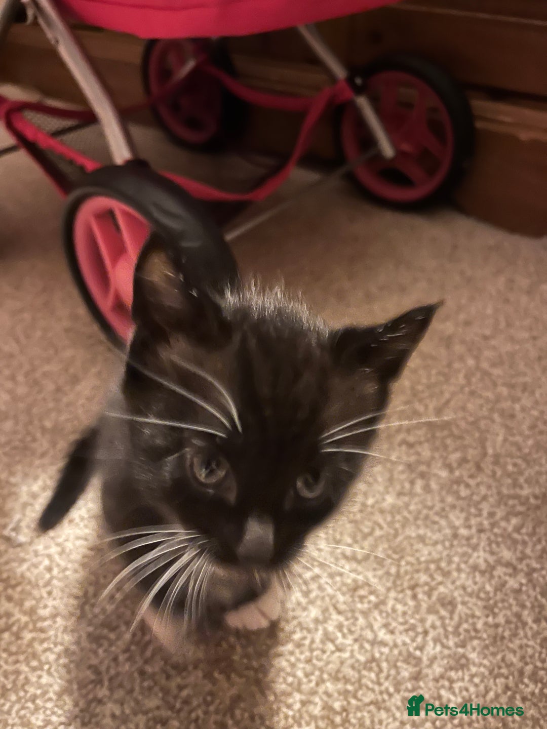 Mixed Breed cats for sale: Black and white Kittens - Image 13