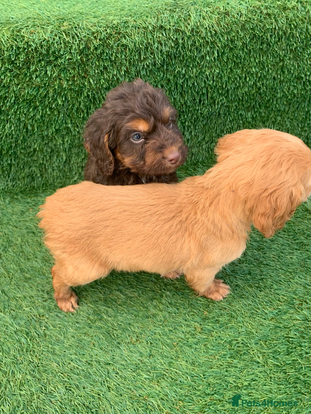 Cockapoo dogs for sale: Cockerpoo puppies  - Advert 19