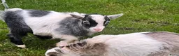 Goats livestock for sale: Beautiful Baby Pigmy Goats - Advert 1