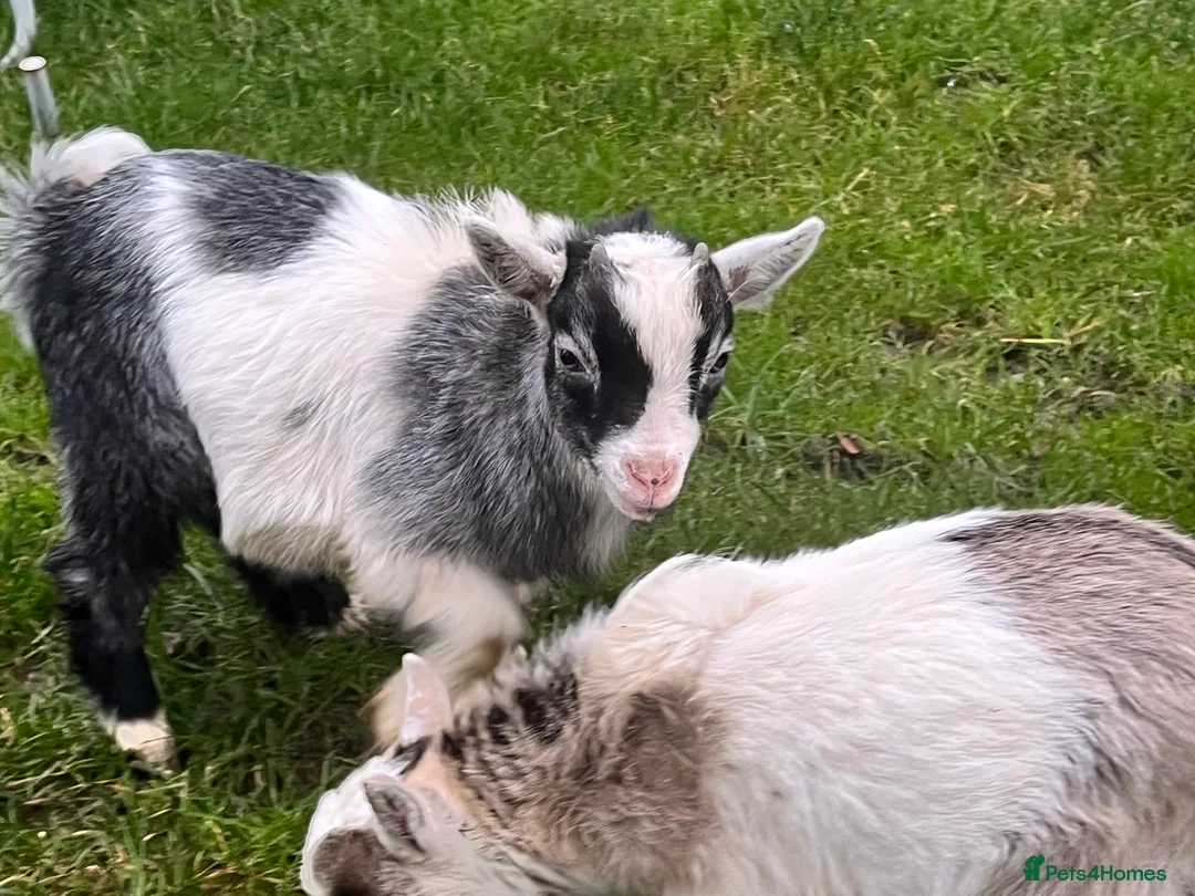 Goats livestock for sale: Beautiful Baby Pigmy Goats - Advert 1