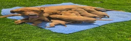 Labrador Retriever dogs for sale: Beautiful Fox Red Labrador Puppies For Sale - Advert 4