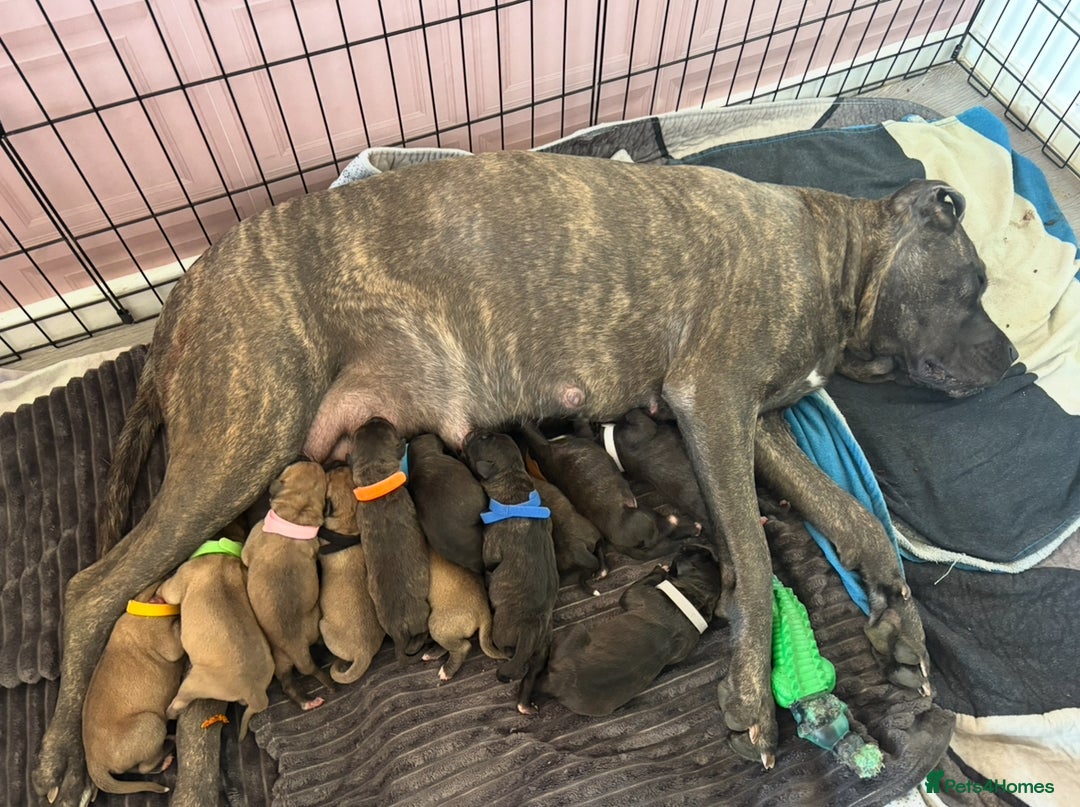 Mixed Breed dogs for sale: Cane corso X staff - Image 4