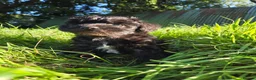 Schnoodle dogs for sale: Beautiful schnoodle puppies  - Advert 12