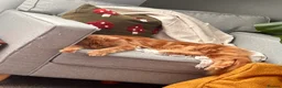 Maine Coon cats for sale: Ginger Female Adult Maine Coon - Advert 3