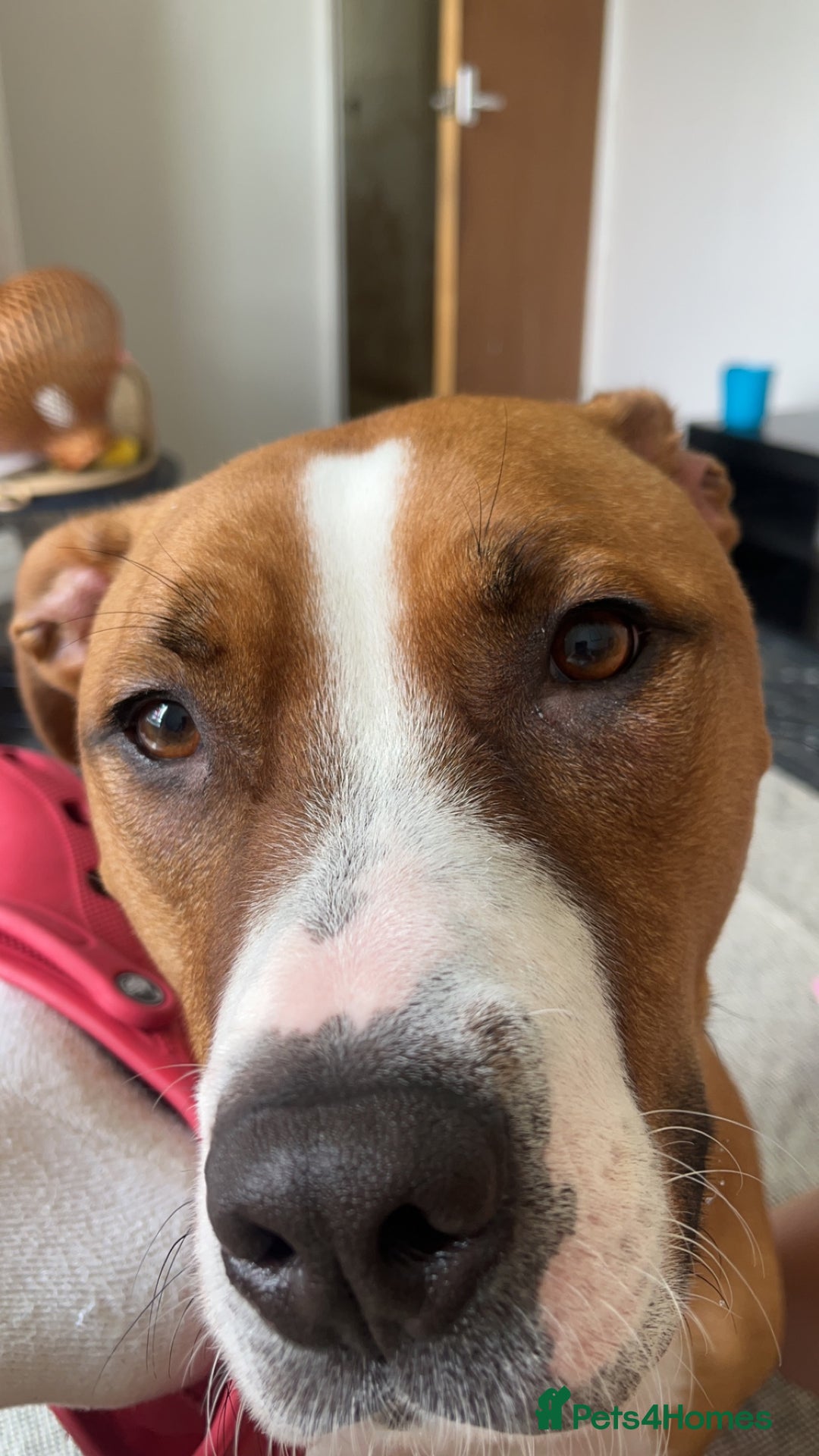 Mixed Breed dogs for sale: Hunter (Staffy X)  - Image 10