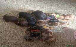 Miniature Dachshund dogs for sale: Miniature dachshund puppies 8 weeks old  - Image 6