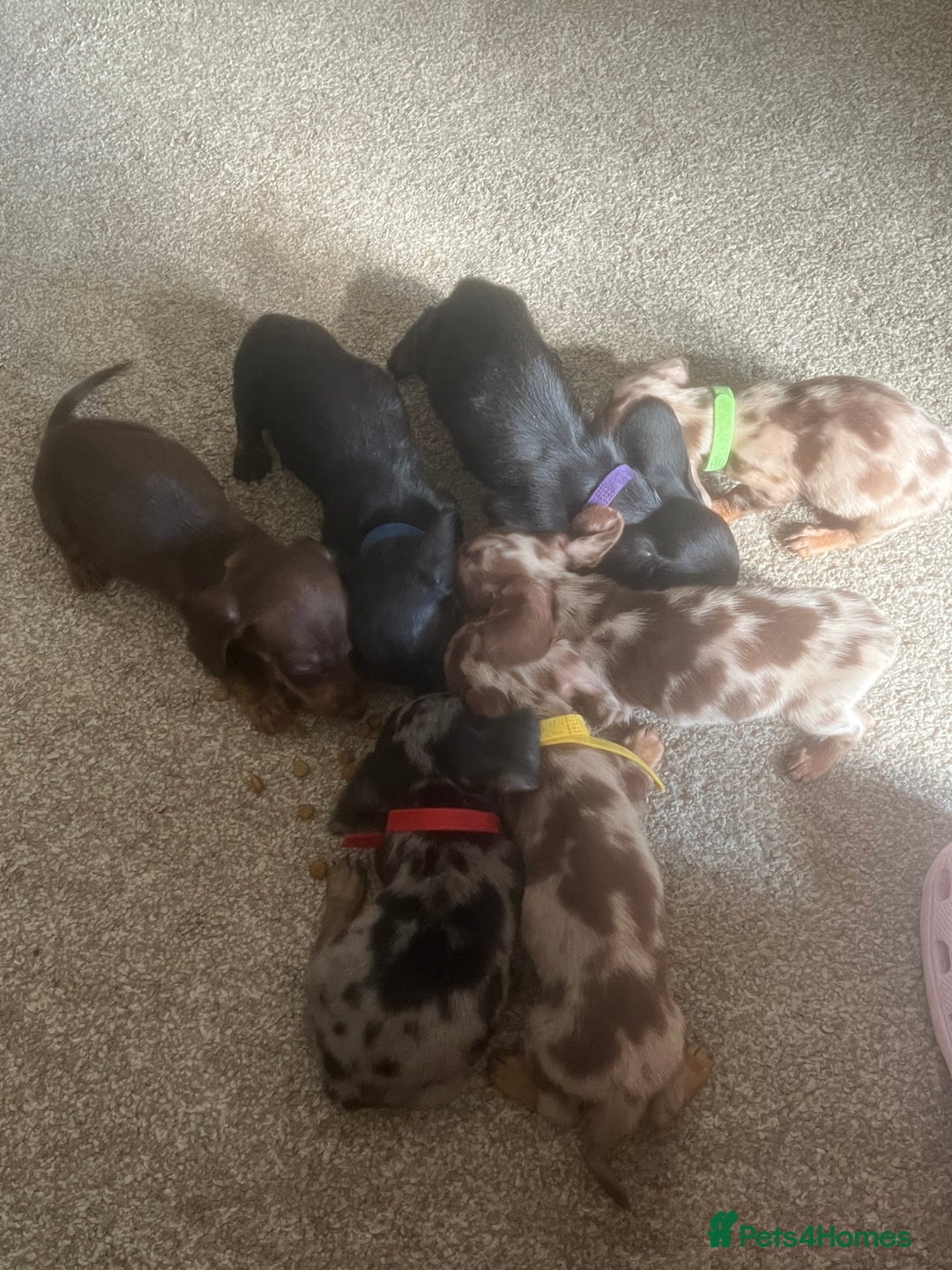 Miniature Dachshund dogs for sale: Miniature dachshund puppies 8 weeks old  - Image 6