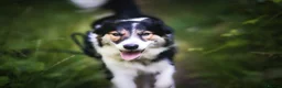Border Collie dogs for sale: Border Collie - Advert 17