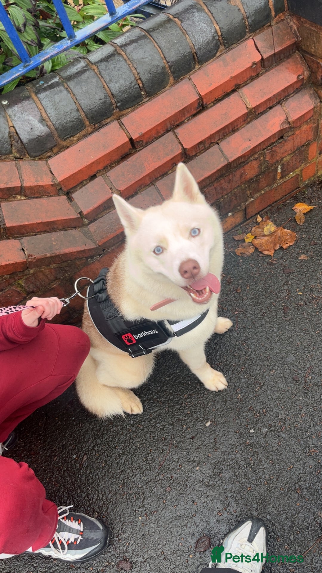 Siberian Husky dogs for sale: Husky for sale  - Advert 3