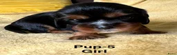 Cavalier King Charles Spaniel dogs for sale: Choc & Tan carriers - CKC Spaniel Puppies - Advert 17