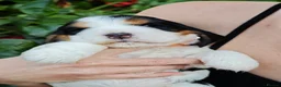 Cocker Spaniel dogs for sale: ❤️ Beautiful KC Registered Show Cocker Spaniels ❤️ - Advert 10