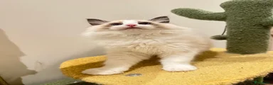 Ragdoll 4