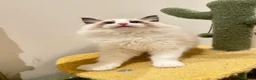 Ragdoll cats for sale: TICA Registered Ragdoll - Advert 7