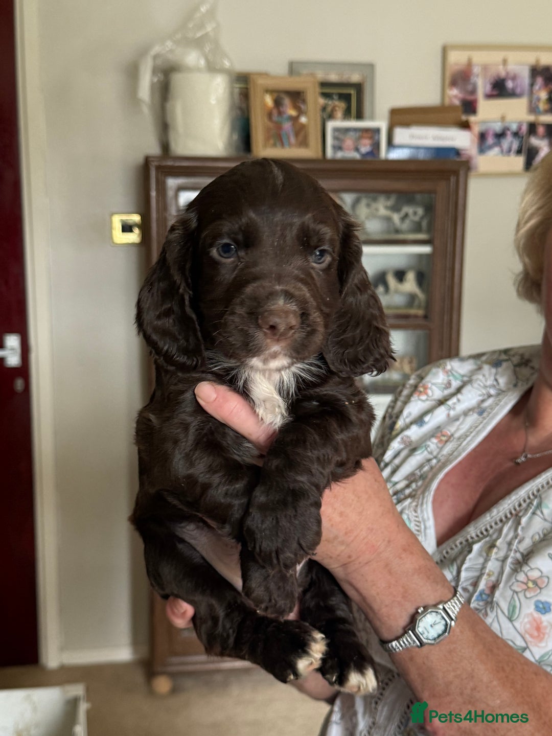 Cocker Spaniel dogs for sale: 5 Pedigree Working Cocker Pups for Sale  - Image 10