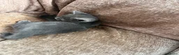 Mixed Breed cats for sale: 1 grey grey kitten ready now - Advert 5