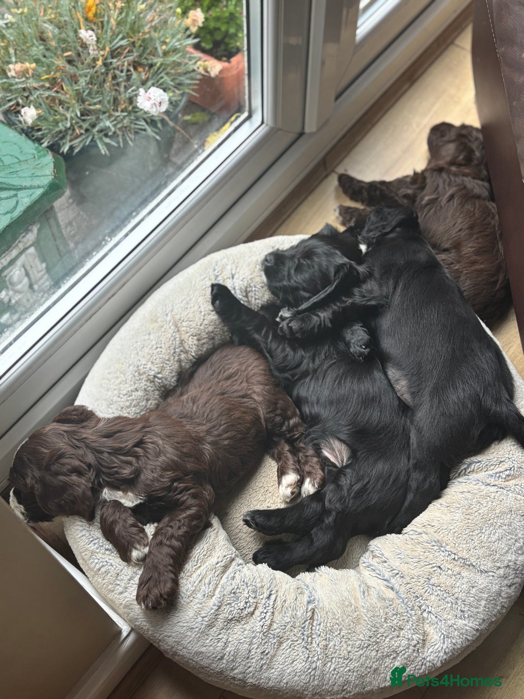 Cockapoo dogs for sale: My beautiful Cockapoo babies Ready Now  - Image 7