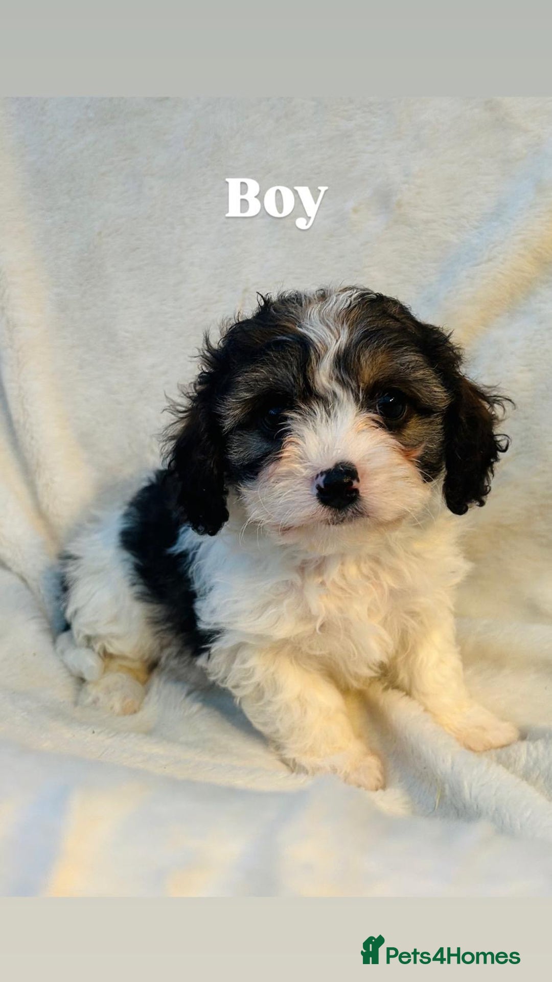 Cavachon dogs for sale: Outstanding F1 Cavachon puppies - Advert 4
