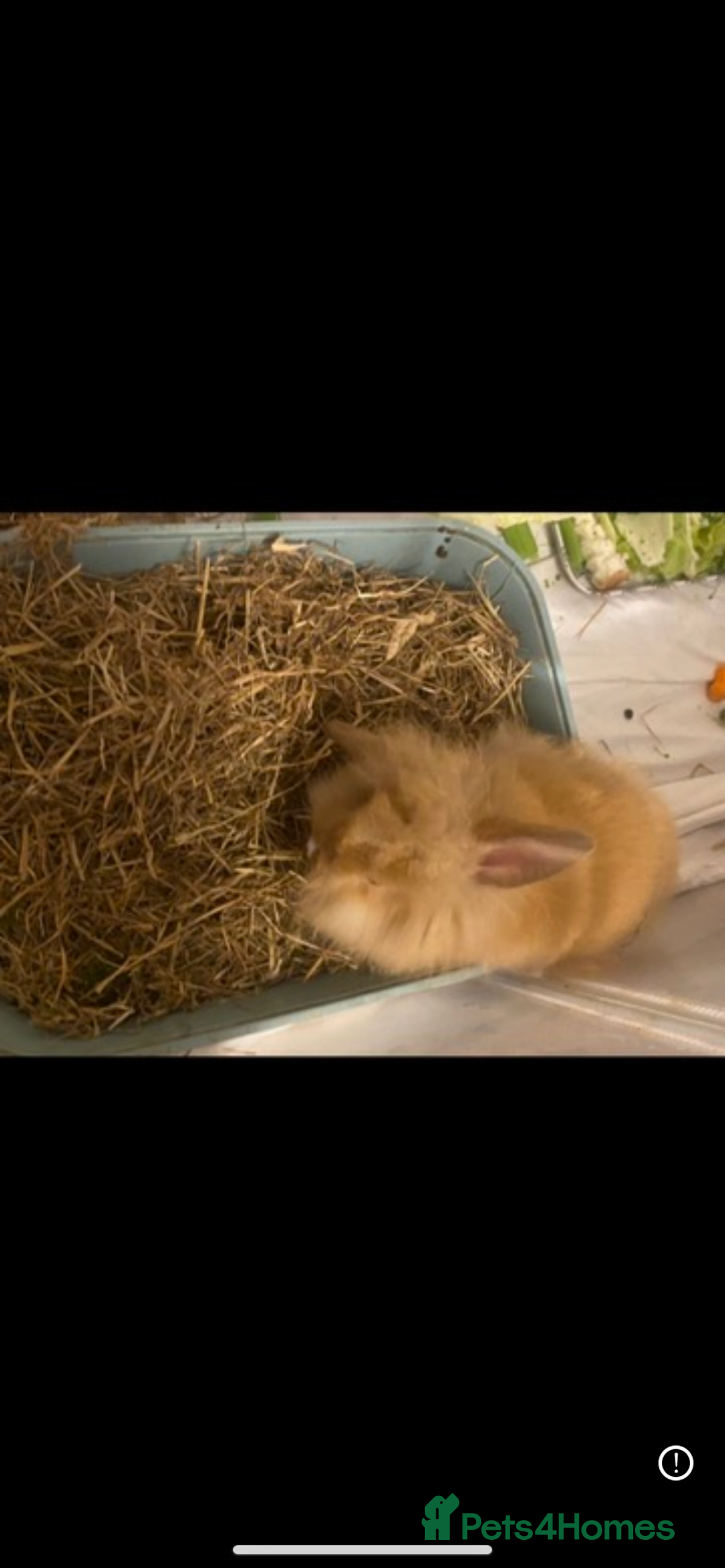 Lionhead rabbits for sale: ⭐️Beautiful lionhead bunnies⭐️ - Advert 8