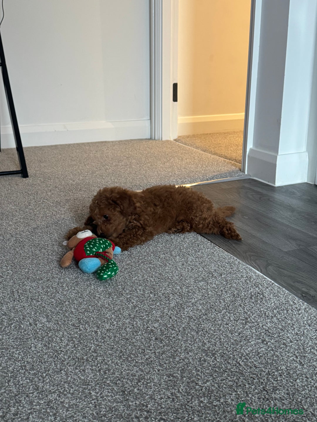 Toy Poodle dogs for sale: Gorgeous toy poodle looking for forever home - Image 3