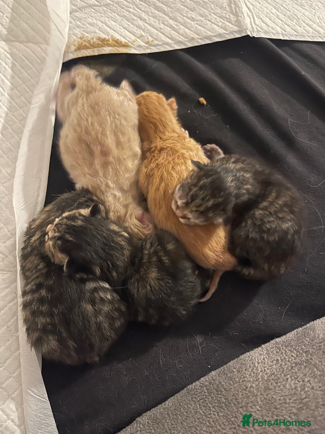 Mixed Breed cats for sale: 5 beautiful kitties  - Advert 12