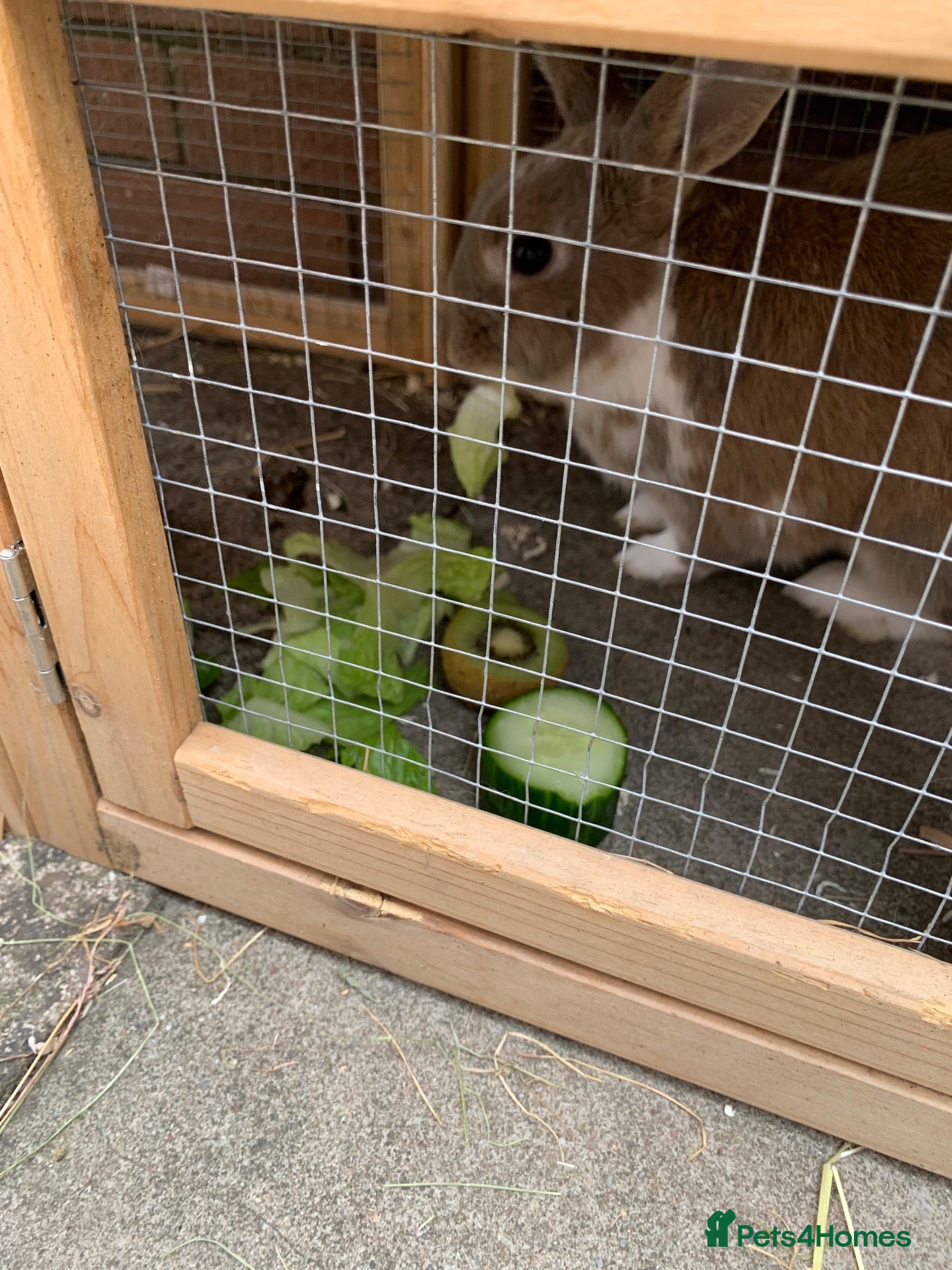 Mini Lop rabbits Rabbit rehoming  - Advert 14