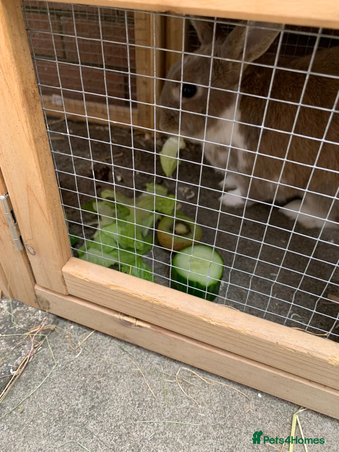Mini Lop rabbits for sale: Rabbit rehoming  in Dudley - Advert 1