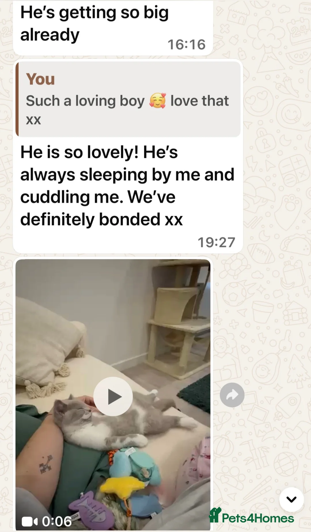 British Shorthair cats for sale: Stunning GCCF Registered British shorthair kittens - Advert 10