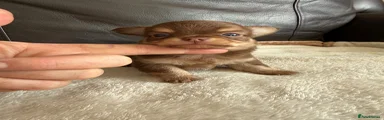 Chihuahua 1 choc boy