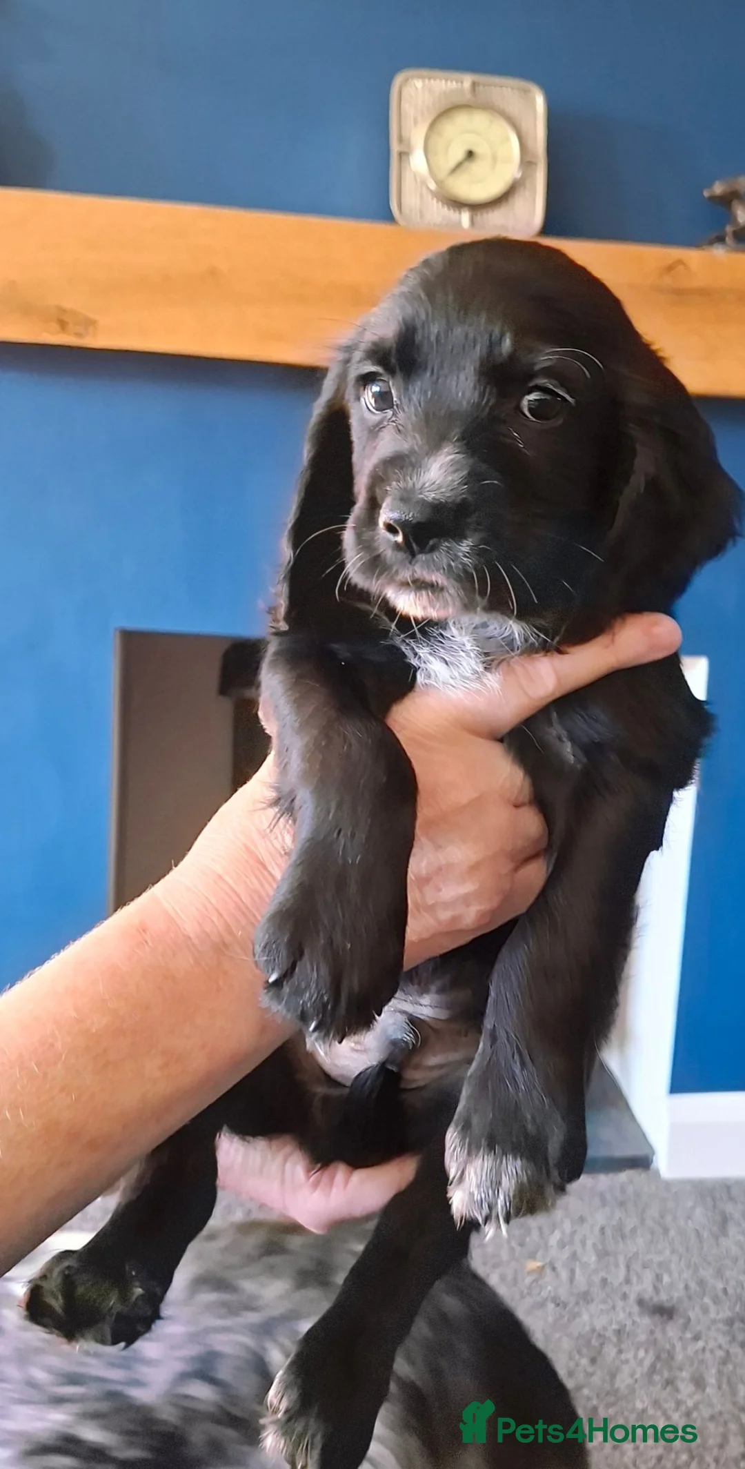 Cocker Spaniel dogs for sale: Working Cocker Spaniel, Whaupley sired. - Advert 1
