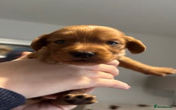 Cocker Spaniel dogs for sale: Red Cocker Spaniel Puppies - Image 25