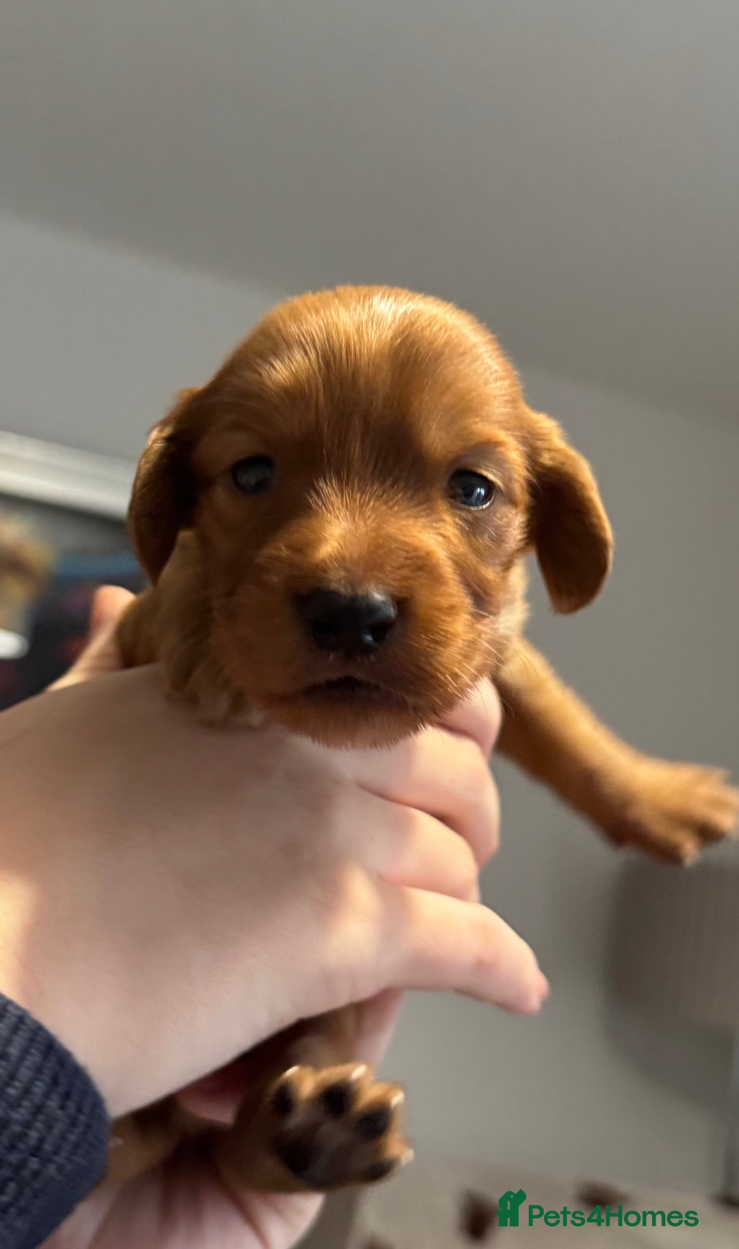 Cocker Spaniel dogs for sale: Red Cocker Spaniel Puppies - Image 25