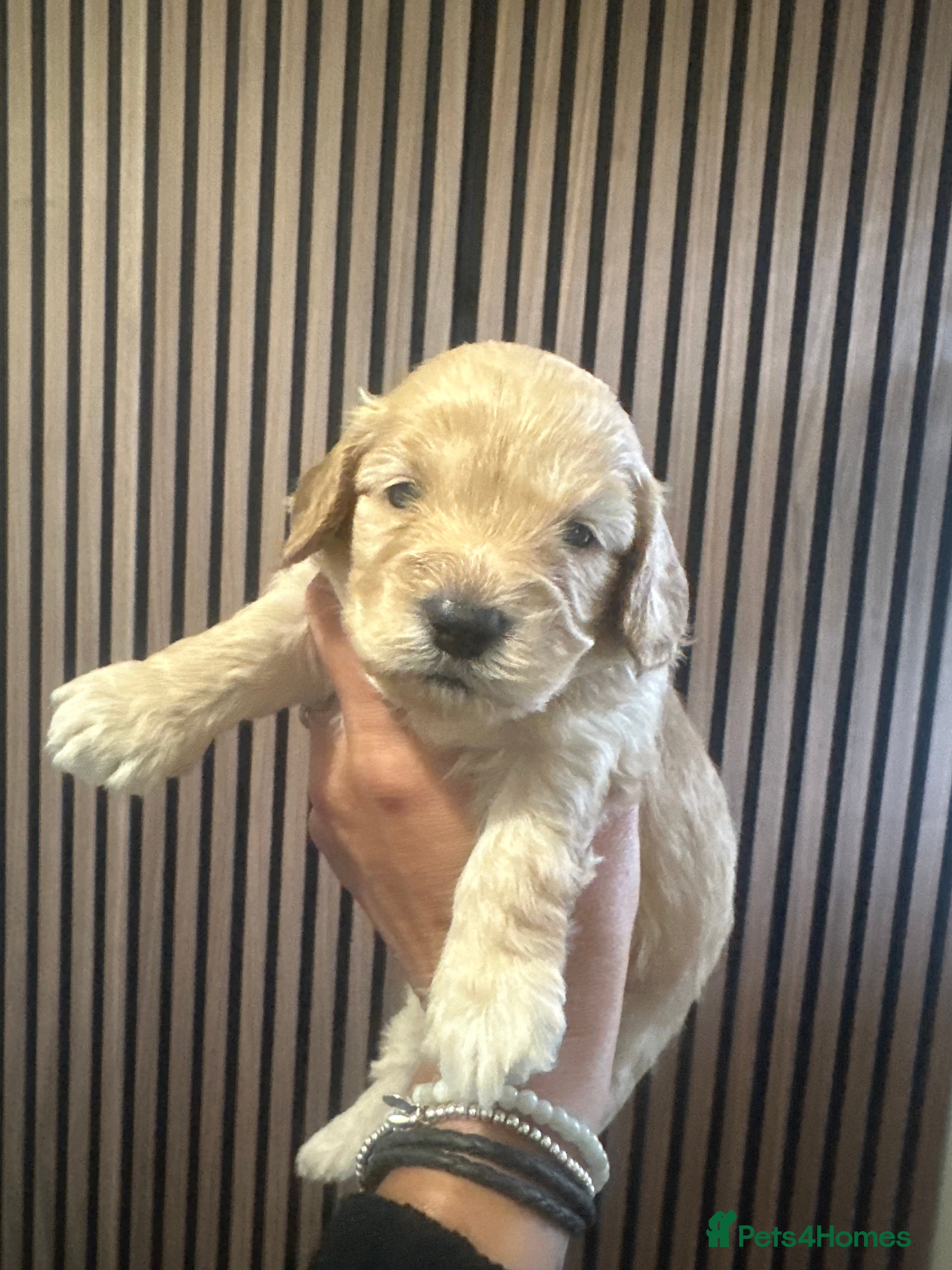 Mixed Breed dogs for sale: doxiepoo pups x2 female x4 male  - Advert 4