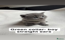 Scottish Fold cats for sale: Scottish folds for sale  - Image 3