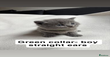 Scottish Fold cats - Advert 2