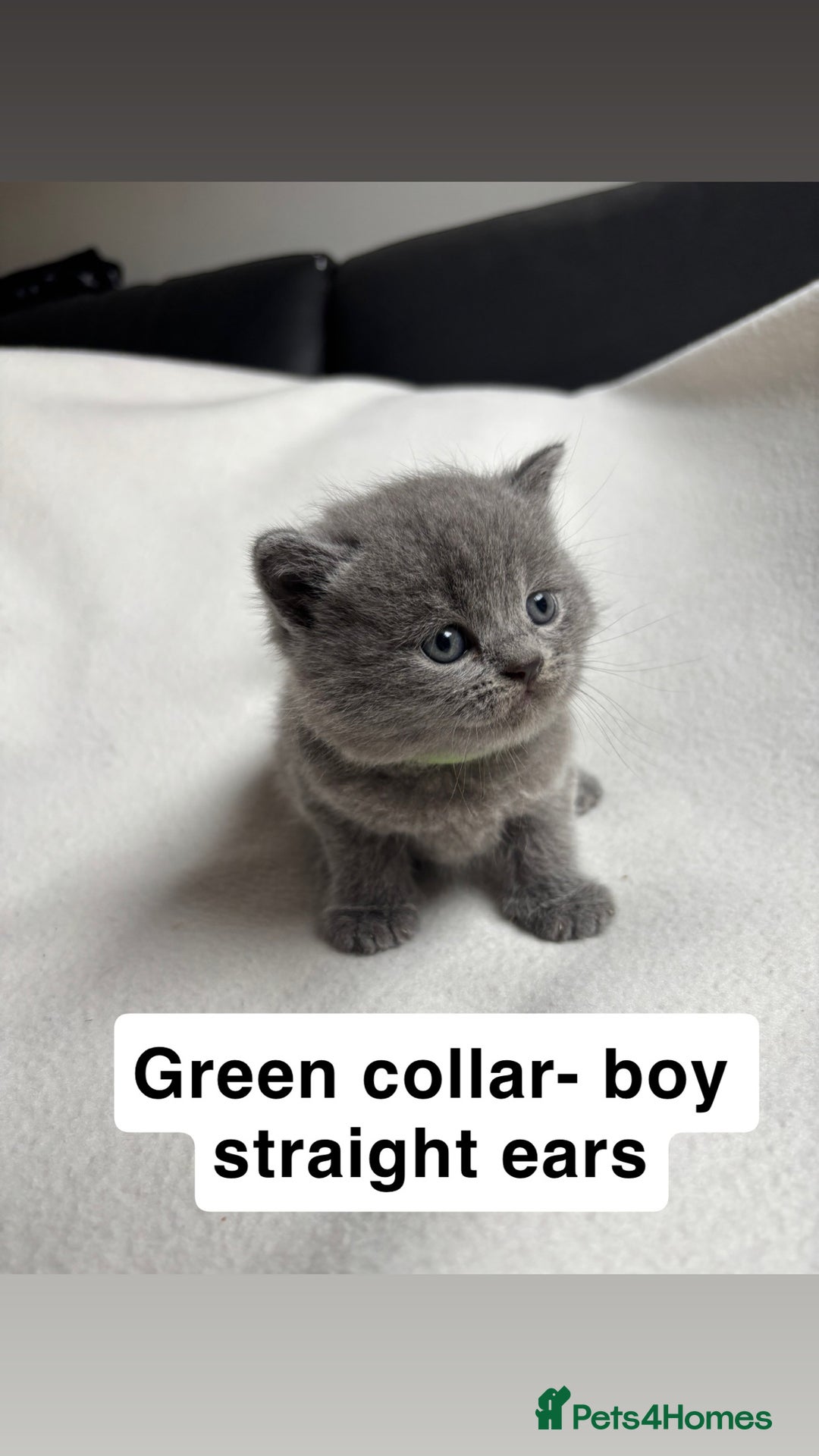 Scottish Fold cats for sale: Scottish folds for sale  - Image 3