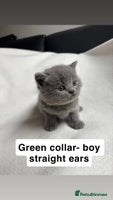 Scottish Fold cats - Advert 3