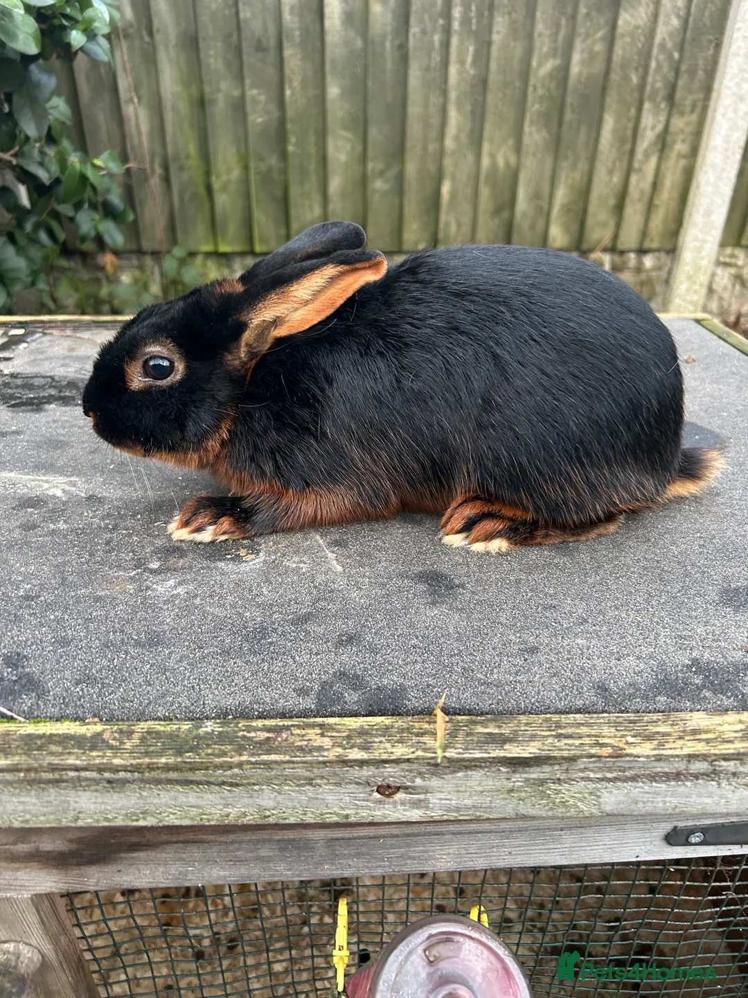 Tan rabbits for sale: Tan male rabbit - Advert 1