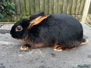 Tan rabbits Tan male rabbit - Advert 1