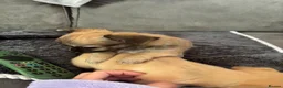 Chihuahua dogs for sale: 2 beautiful chihuahua puppies - Advert 9
