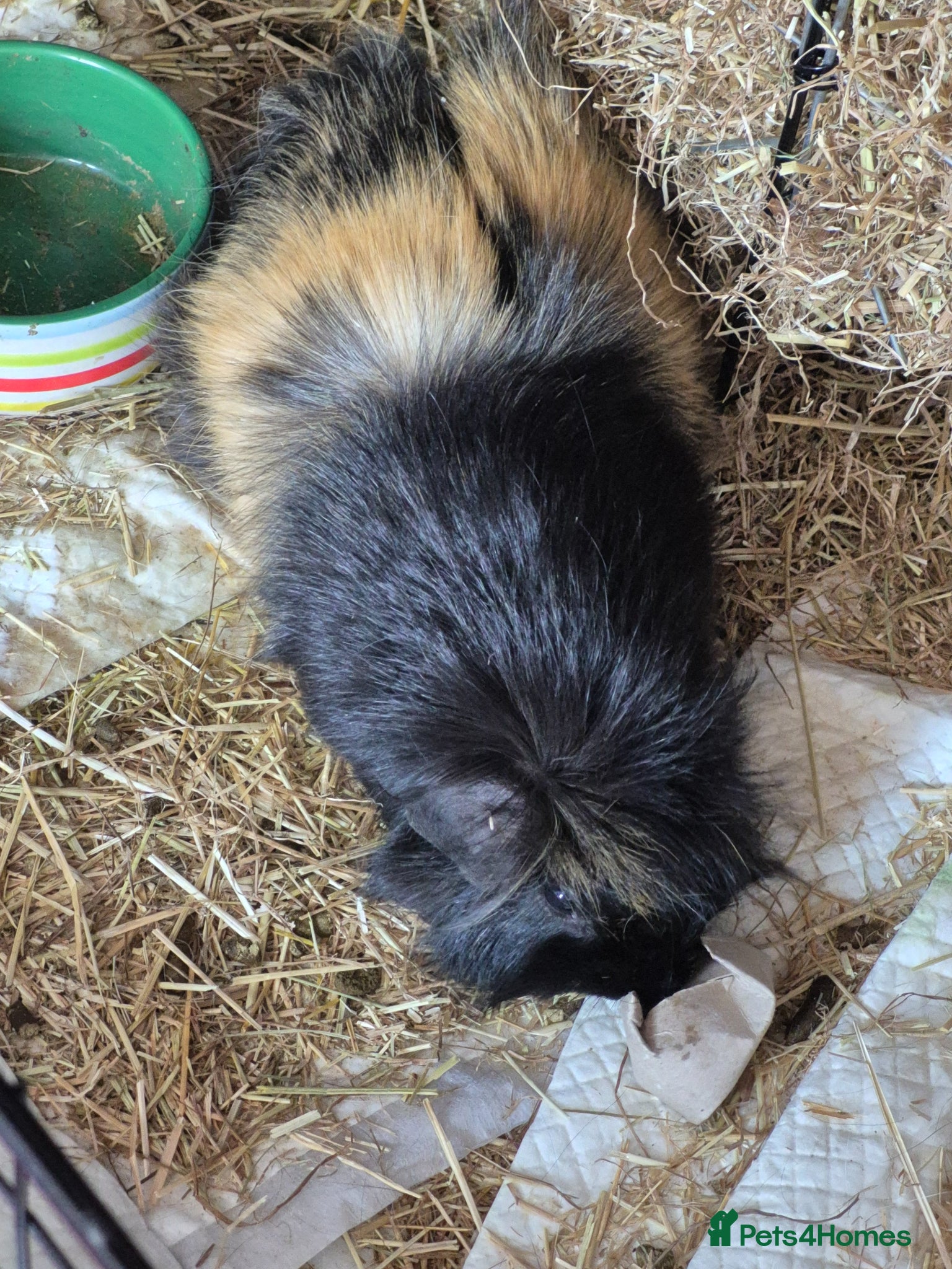 Guinea Pig rodents 3 male guinea pigs- individual sales - Advert 1