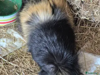 Guinea Pig rodents 3 male guinea pigs- individual sales - Advert 1