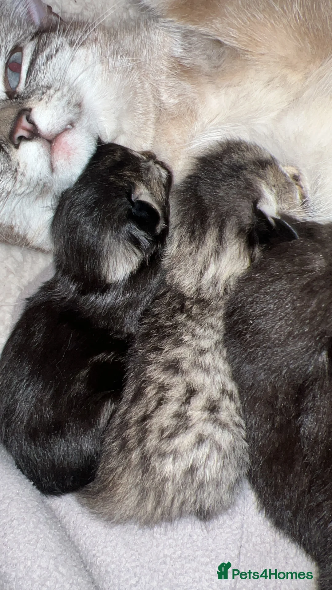Mixed Breed cats for sale: 5 kittens for sale  - Advert 2