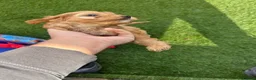 Cockapoo dogs for sale: Cockerpoo  in Cranleigh - Advert 4