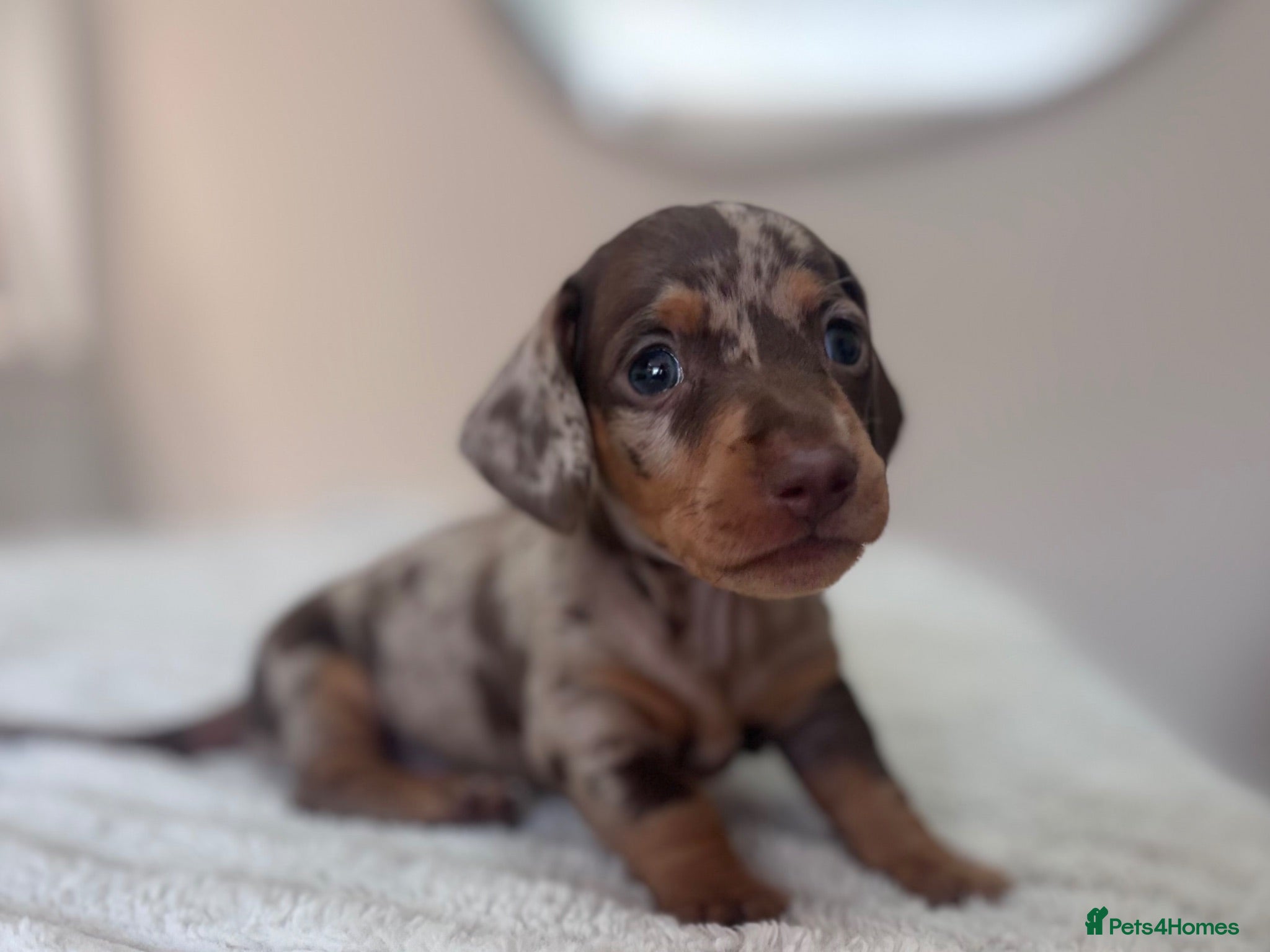 Miniature Dachshund dogs KC reg Last Boy Chocolate Dapple Mini Dachshund  - Advert 14