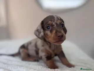 Miniature Dachshund dogs KC reg Last Boy Chocolate Dapple Mini Dachshund - Advert 14