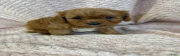 Cavapoo dogs for sale: F1 Cavapoo babies  - Advert 9