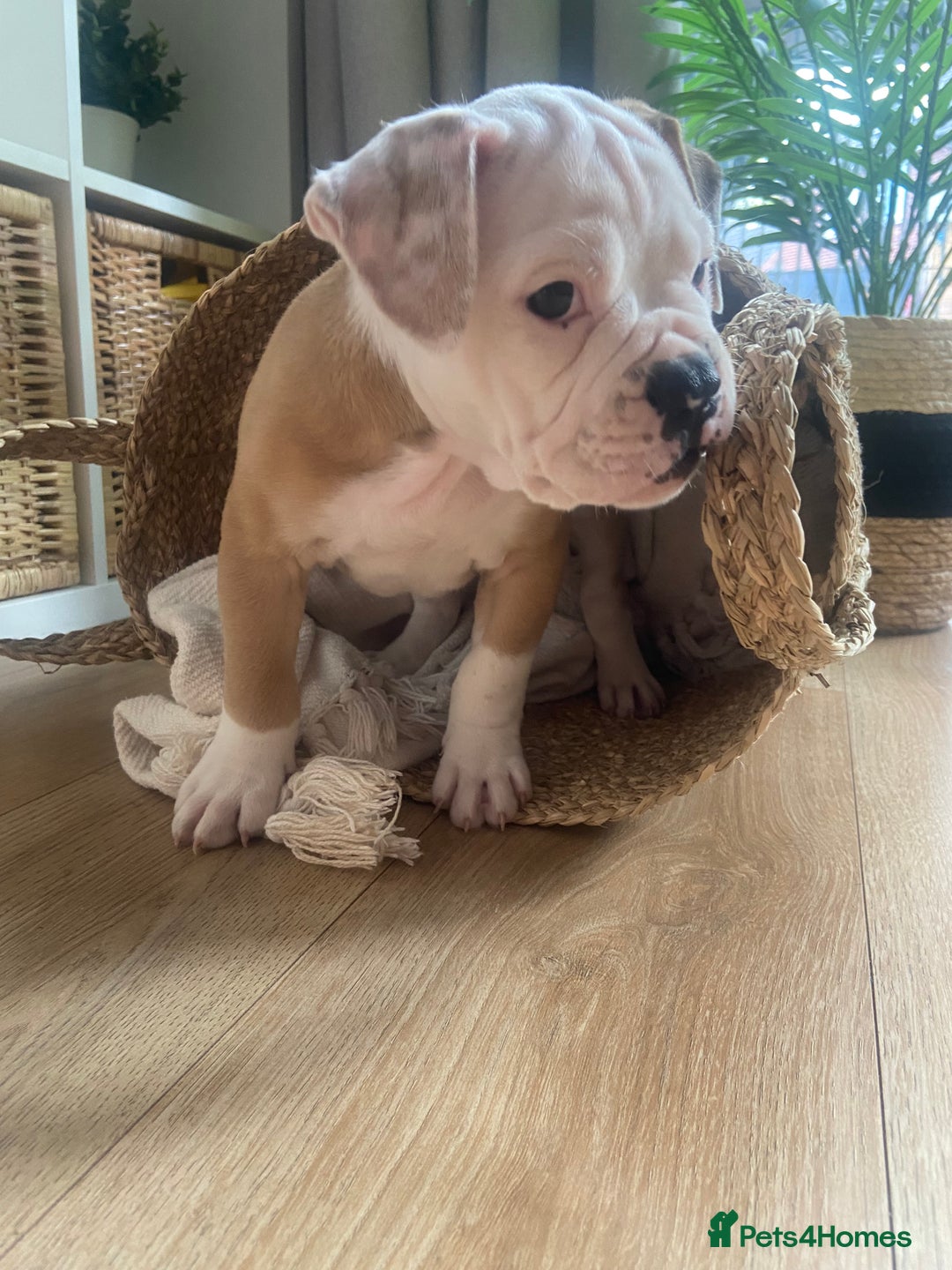 Alapaha Blue Blood Bulldog dogs for sale: Beautiful Alapaha blue bulldogs  - Image 13