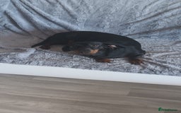 Dachshund dogs for sale: Dachsund girl  - Image 2
