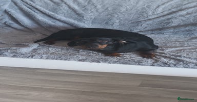 Dachshund dogs - Advert 7